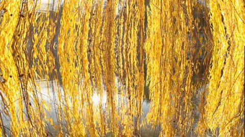 Rotten Willow Tree Motion Background Vídeo Stock 1008286