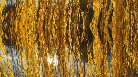 Rotten Willow Tree Motion Backgrounds Stock Footage 830368