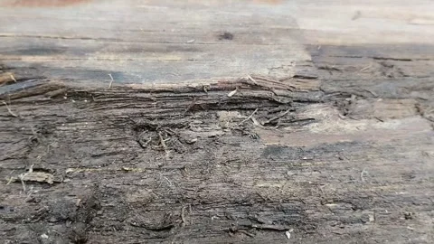 Rotten wood caused by moisture 動画素材 299516602