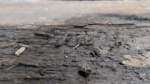 Rotten wood caused by moisture 動画素材 299516603