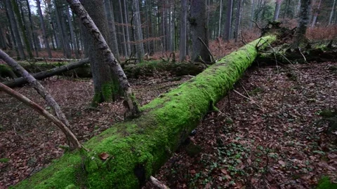 Rotten wood in a primary forest in the austrian alps Видео 142507032