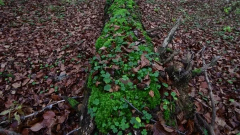 Rotten wood in a primary forest in the austrian alps Stock Footage 142507689