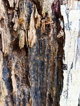 Rotten Wood Texture Close Up Decayed Tree Bark Natural Abstract Background Detai Stockfoto's