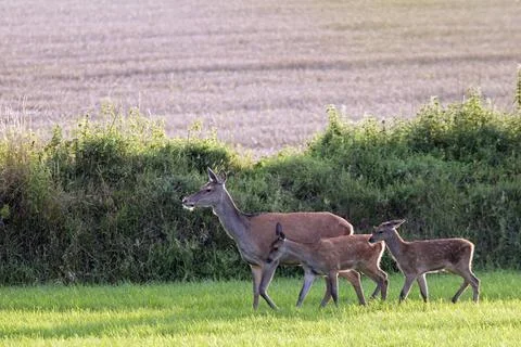 Rottier und Kaelber auf einer Wiese Rotwild, die meiste Zeit des Jahres bi... 스톡 사진