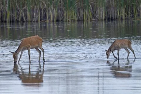 Rottier und Kalb in einem Teich Rottiere setzen in der Regel ein Kalb, seh... Foto stock
