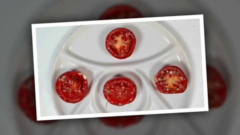 Rotting and moldy tomato slice. Timelapse Stock Footage 325216228
