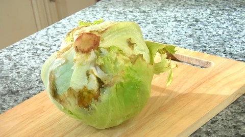 Rotting and rotten iceberg lettuce on countertop Stock Footage 123732056