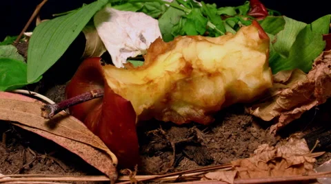 Rotting Apple Stock Footage 57478549
