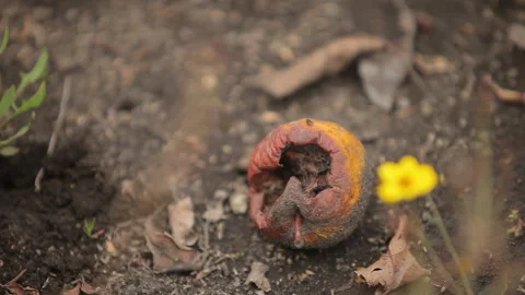 A Rotting Apple on the Ground with a Fly Crawling on It in This Magical Garden Stock Footage 133748976
