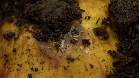Rotting apple with larvae in compost soil, close-up Video stock 327680238