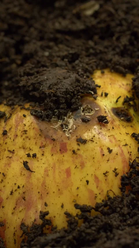 Rotting Apple with Maggots in Compost Soil, Vertical 9:16 Stock Footage 327808460