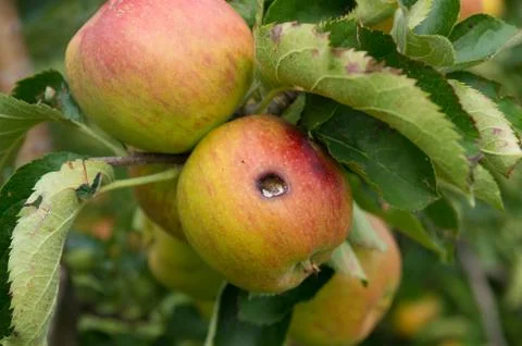 Rotting apple Stock Photos