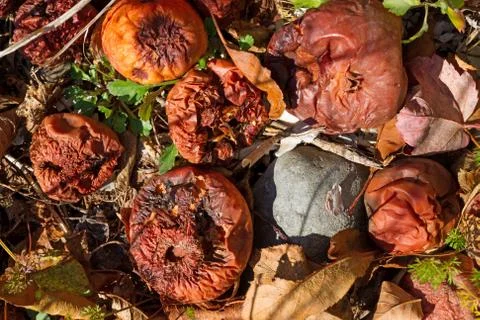 Rotting apples on the ground Stock Photos
