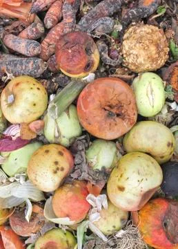 Rotting Apples Foto stock