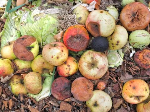Rotting Apples Stock Photos