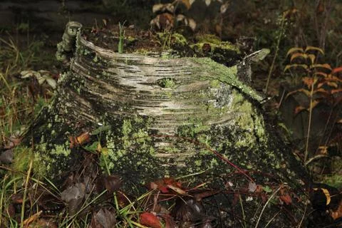 Rotting birch trunk in the fall Stock Photos