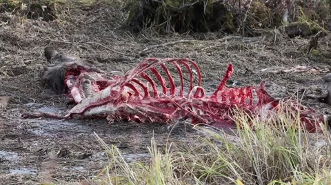 Rotting Carass Stock Footage 46944297