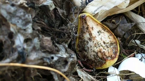 Rotting Compost - Pear Close Up Stock Footage 77548744