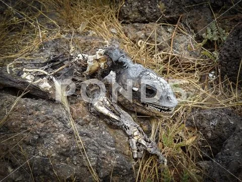 The rotting corpse of a Land Iguana Stock Photos