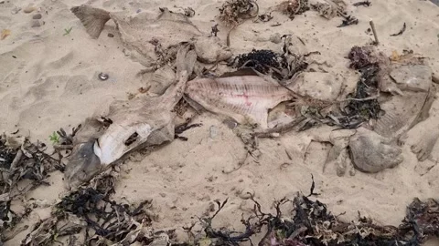 Rotting Dead Fish on Beach Surrounded by Flys  Stock Footage 195116959