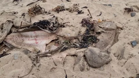 Rotting Dead Fish on Beach Surrounded by Flys  Stock Footage 195117165
