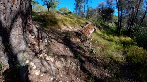 Rotting Fallen Tree in Mediterranean Forest Stock Footage 334801257