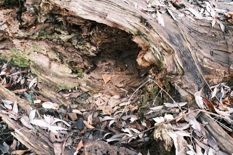 Rotting Fallen Tree Trunks with Dry Leaves in Forest, Natural Woodland Deca.. Stockfoto's