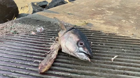 Rotting fish head Stock Footage 169389108
