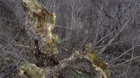 Rotting in the forest tree turns it into dust Stock Footage 261457350