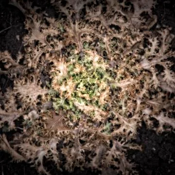 Rotting Frisee in a vegetable patch Stock Photos