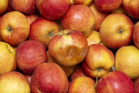 Rotting fruit. Stock Photos