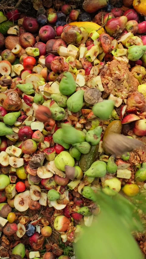 Rotting Fruit Pile in Compost Bin, Vertical Video Stock Footage 334689640