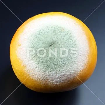 Rotting grapefruit on a dark background Stock Photos