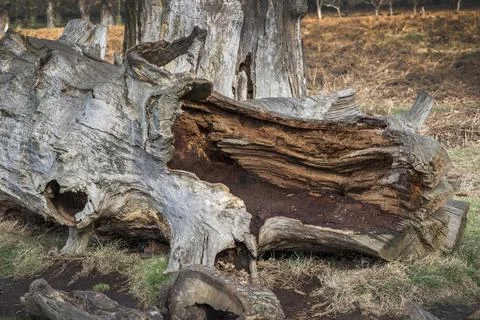 Rotting inside Foto stock