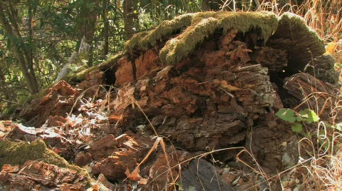 Rotting Log Video stock 612405