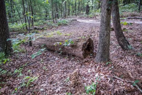 Rotting log in the forest Stock Photos