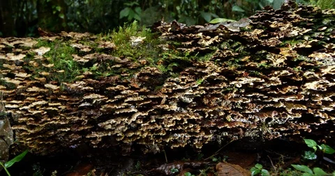 Rotting log on the rainforest floor covered in bracket fungi.  Stock Footage 123555588