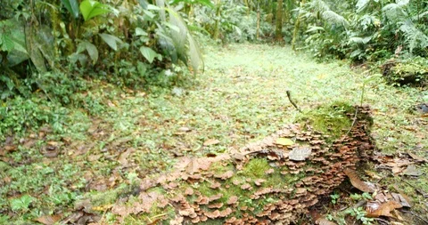 Rotting log on the rainforest floor covered in bracket fungi.  Stock Footage 123555627
