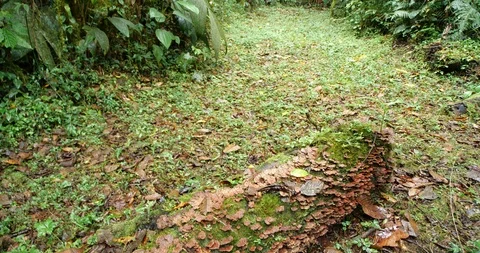 Rotting log on the rainforest floor covered in bracket fungi.  Stock Footage 123555711