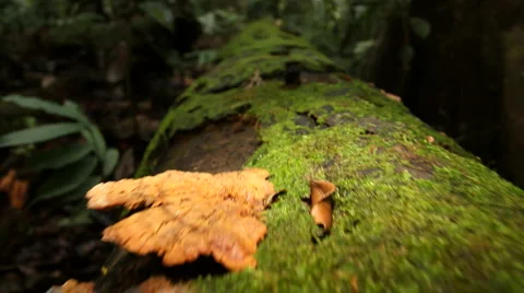 Rotting log in the rainforest, low angle tracking shot Vidéo 1182928