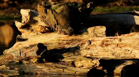 Rotting Log With Sun Video stock 39241809