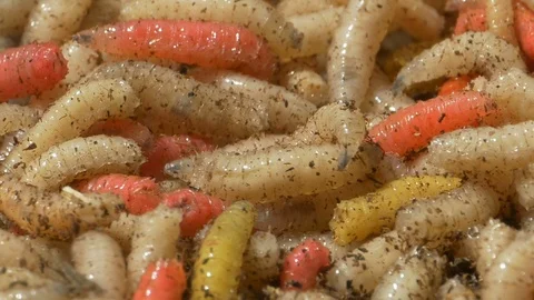 Rotting Lots of Worms Stock Footage 90180318