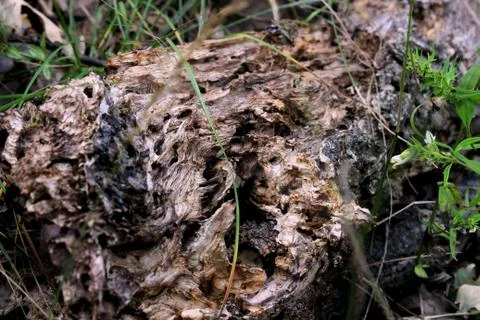 Rotting oak log Stock Photos