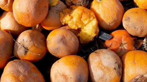 Rotting Oranges Fruit in a Garbage Dump. Wasting Food and Natural Resources Stock Footage