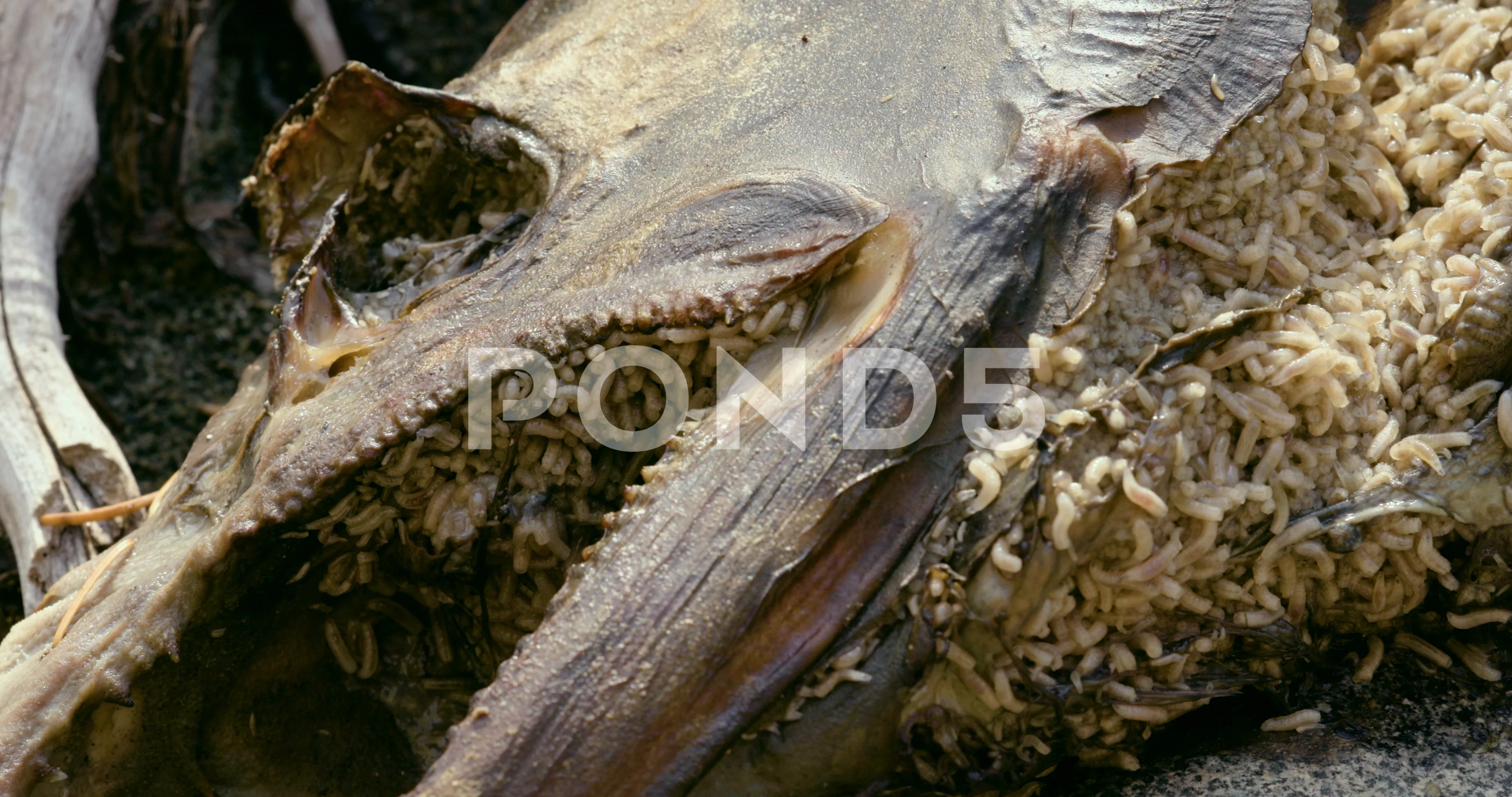 Rotting salmon head covered in maggots., Stock Video