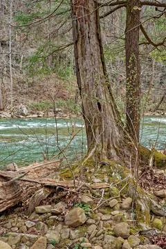Rotting tree along the river Foto stock
