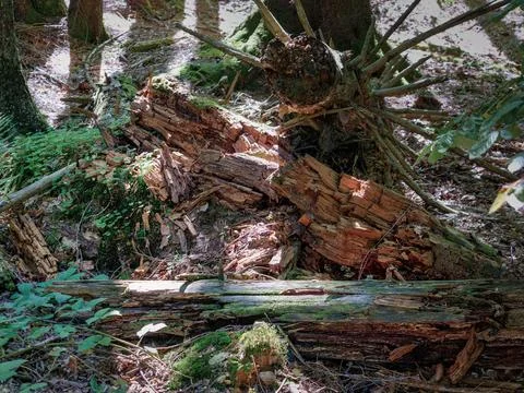 Rotting tree covered in moss surrounded by fallen leaves. Bavaria Foto stock