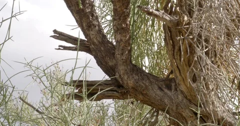 Rotting tree in the desert Stock Footage 101069990