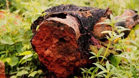 Rotting tree log in the forest. Tree stump on the ground Stock Footage 201644611