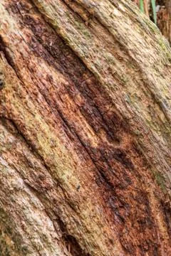 Rotting tree Stock Photos